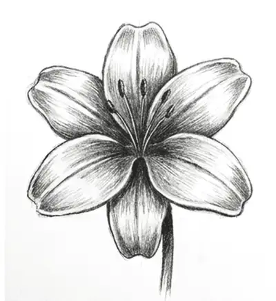 How to Draw a Flower, Step by Step