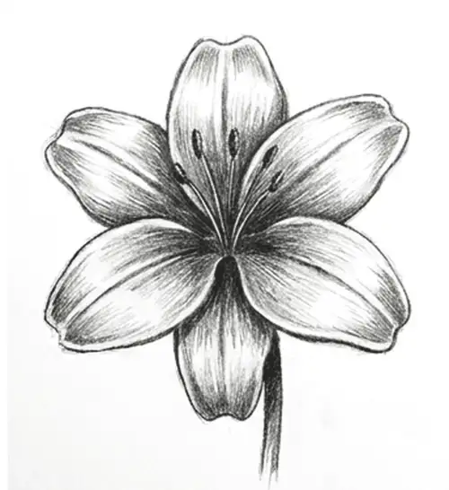 How to Draw a Flower: finished drawing