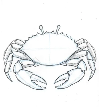 Step 4: Claws and walking legs
