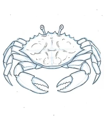 Step 5: Eyes and shell patterns