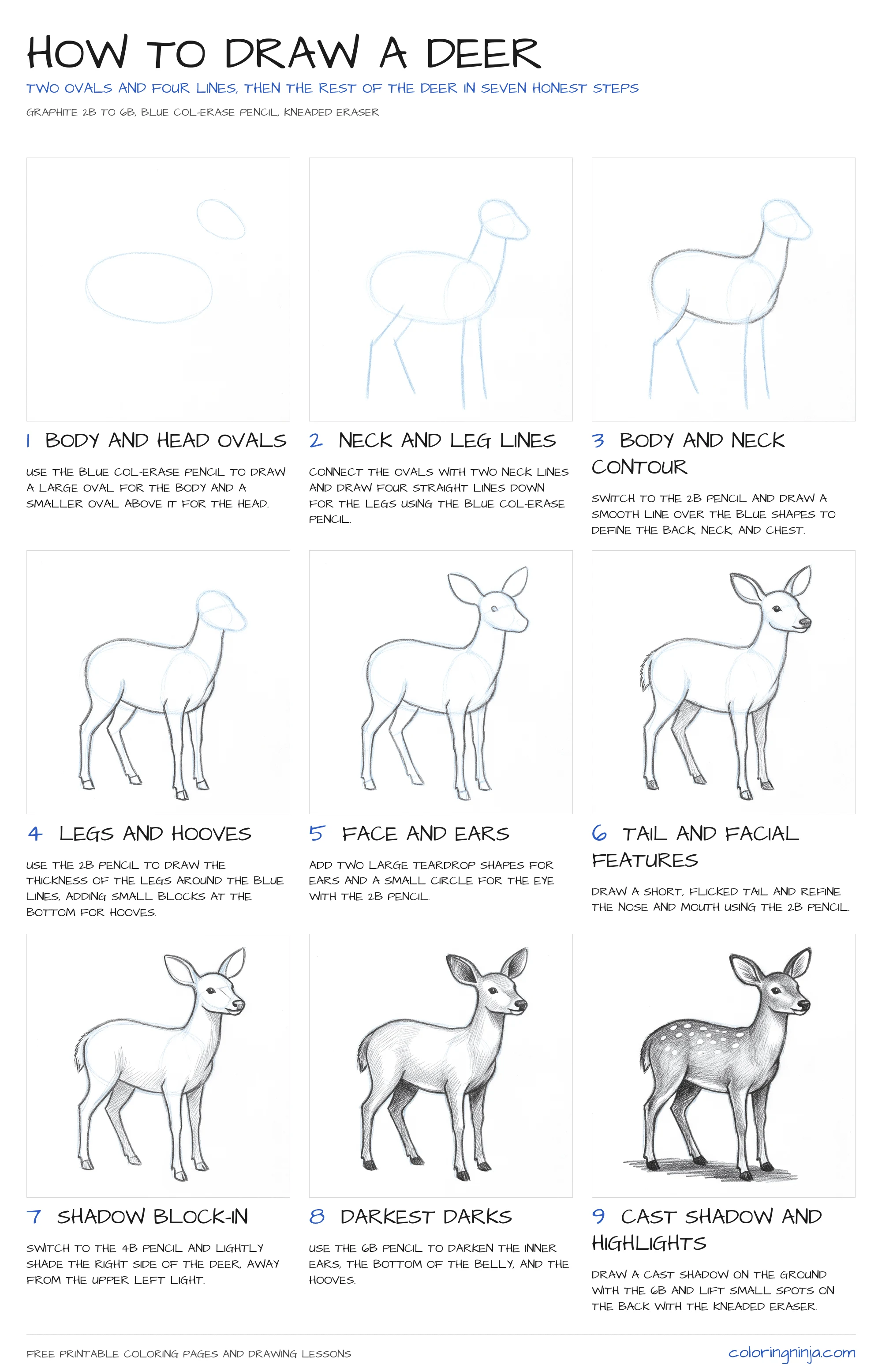 How to draw a Deer: the 9-step lesson sheet