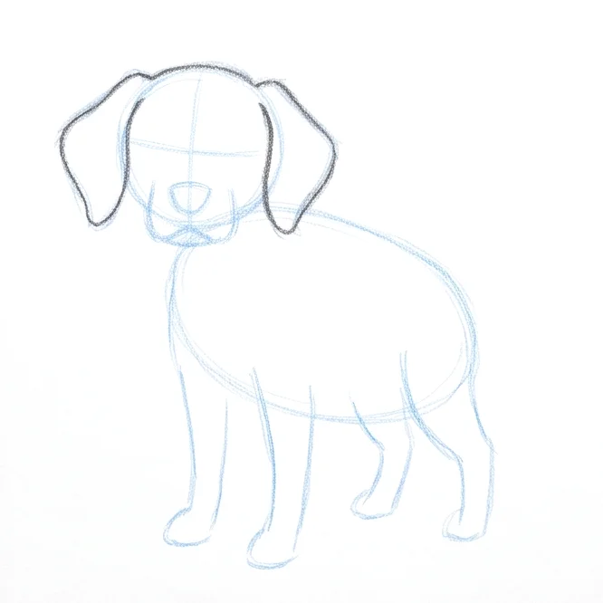 Step 3: Head and ear outline