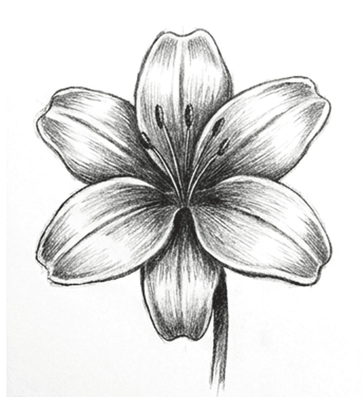 Cómo dibujar una flor paso a paso