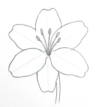 Step 5: Stem and stamens