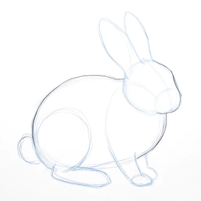 Step 4: Body and tail outline