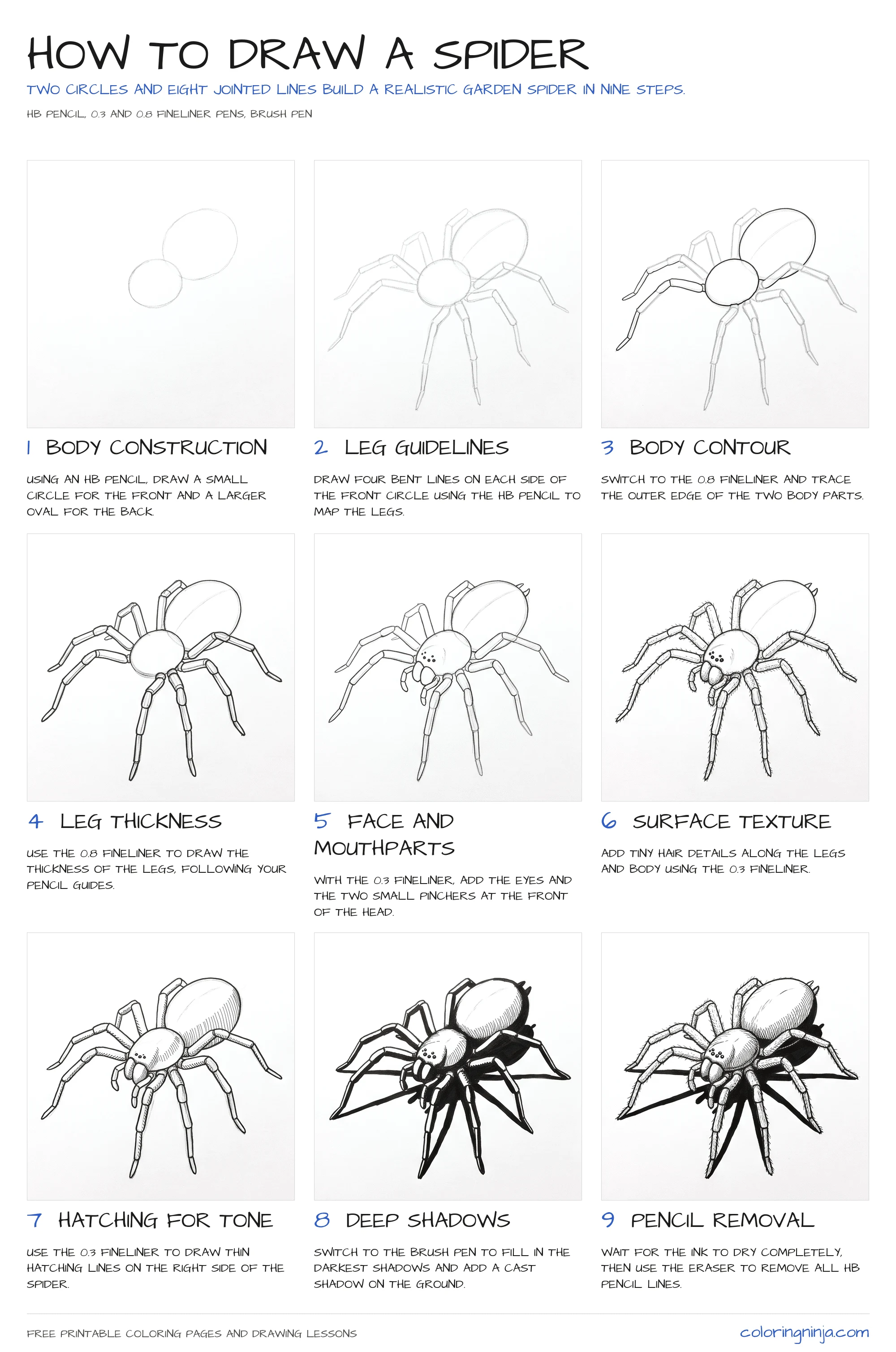 How to draw a Spider: the 9-step lesson sheet