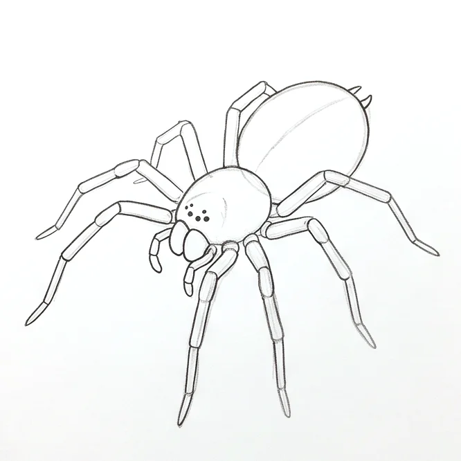 Step 5: Face and mouthparts