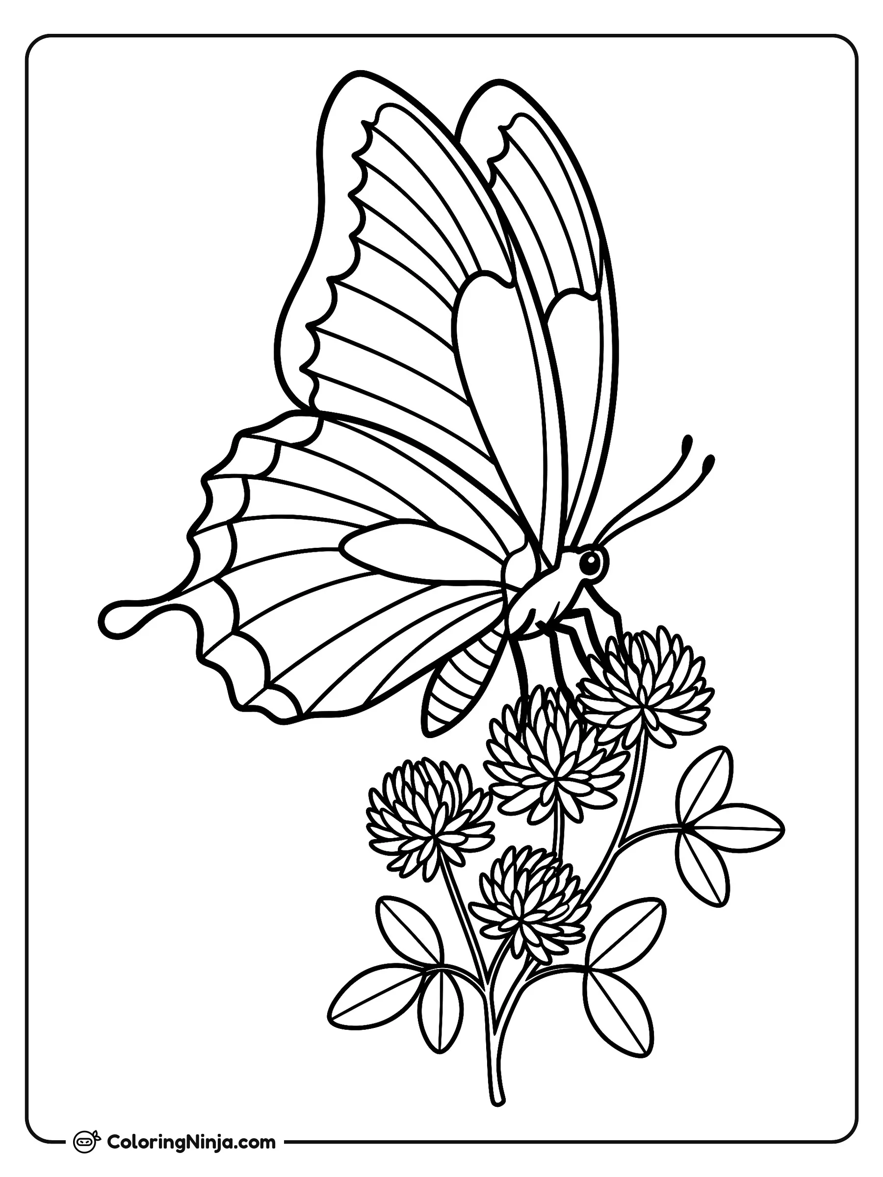 Mariposa en el jardín de tréboles, dibujo para colorear: Una gran mariposa se posa delicadamente sobre las flores de un trébol en un hermoso jardín. Sus alas muestran hermosos patrones rodeados de pequeñas hojas y flores redondeadas.