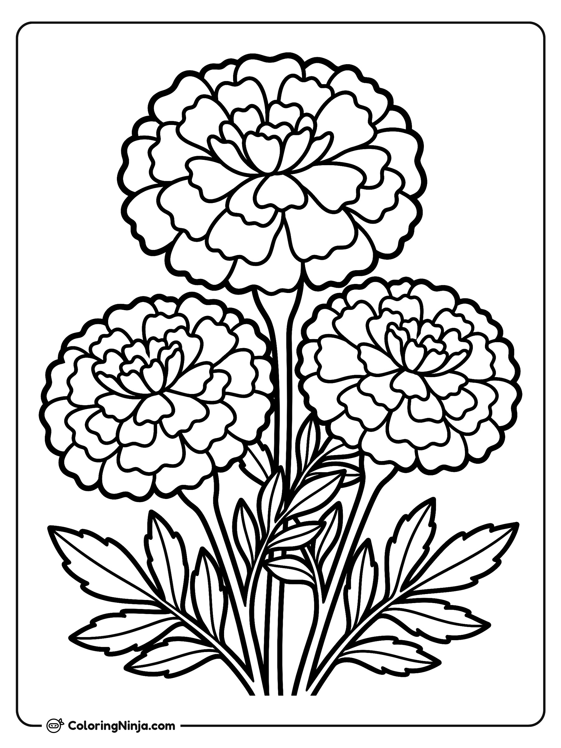 Fresh Marigold Flower Bouquet Coloring Page