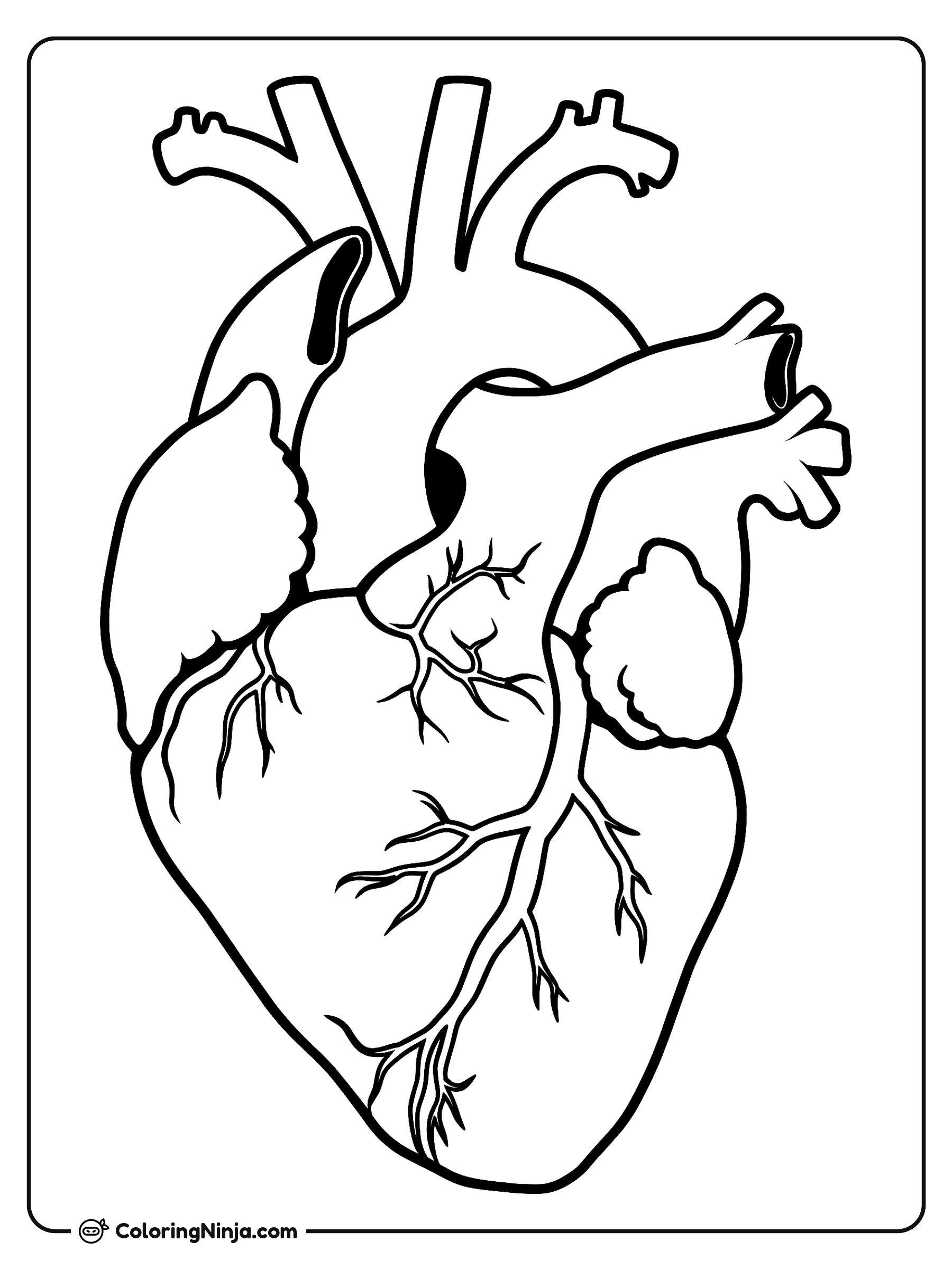 Diagrama del corazón humano anatómico: dibujo para colorear