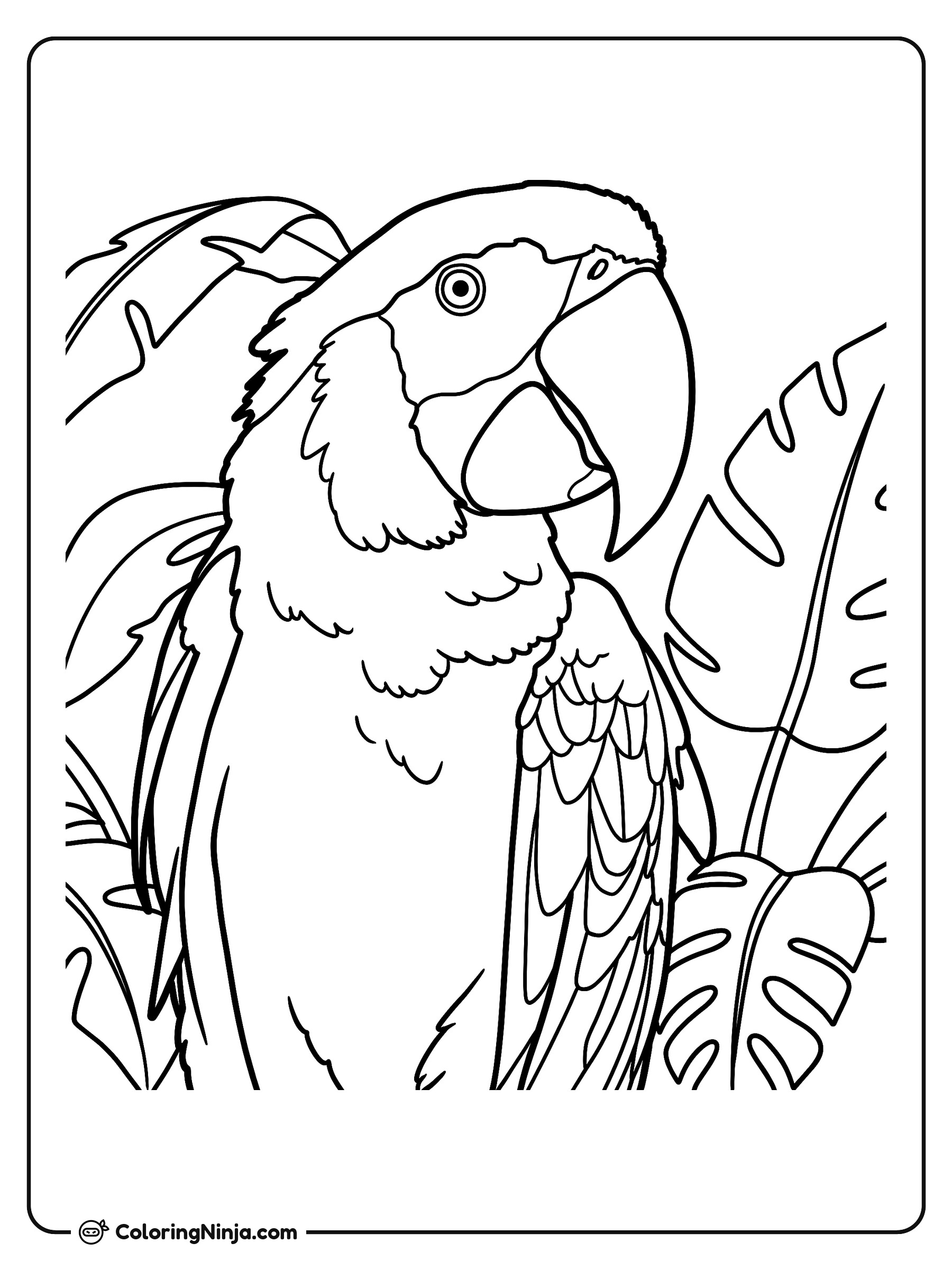 Loro tropical entre grandes hojas: dibujo para colorear