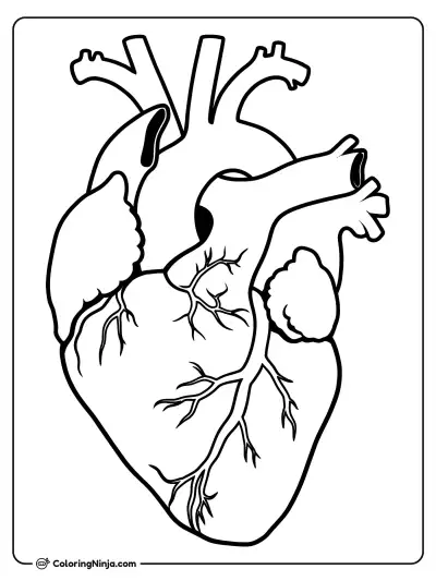 Diagrama del corazón humano anatómico