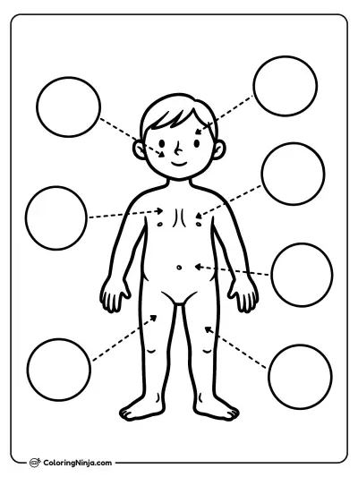 Diagrama del Cuerpo Humano con Etiquetas